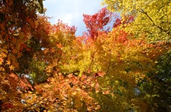 飛騨の里紅葉22