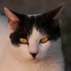 ねこ12