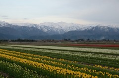 チューリップ畑と後立山連峰