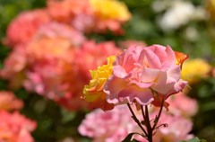 薔薇　二色