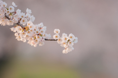 桜の色