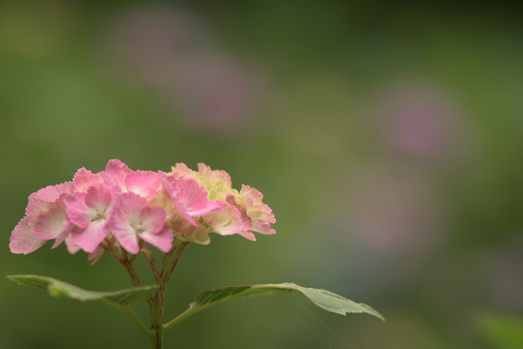 紫陽花3