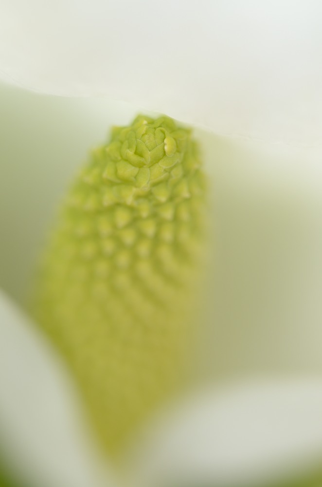 水芭蕉