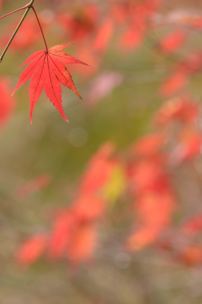 燃ゆる