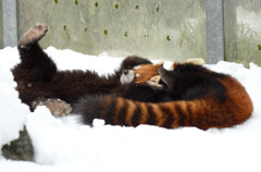 レッサーパンダ4