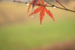 雨もみじ参