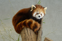 レッサーパンダ2