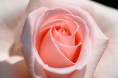 薔薇　