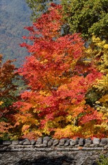 飛騨の里紅葉9
