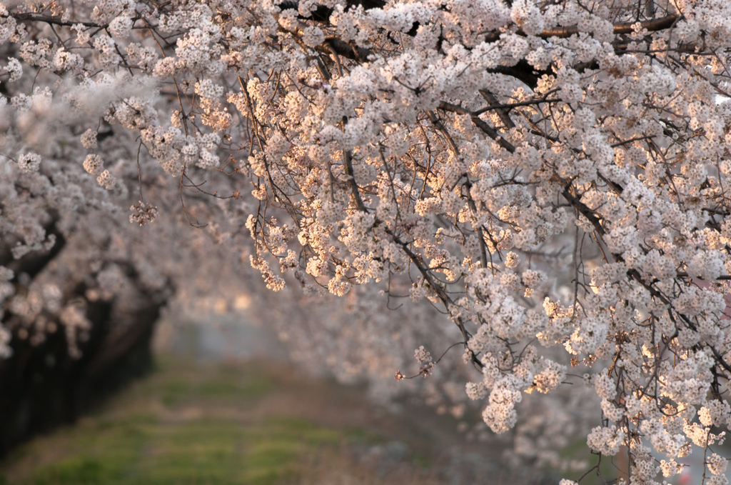 桜