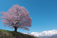野平の一本桜