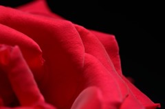 薔薇　赤