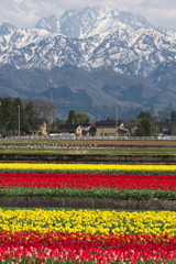 剱岳とチューリップ畑