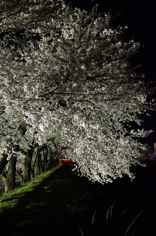 夜桜2