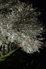 夜桜2