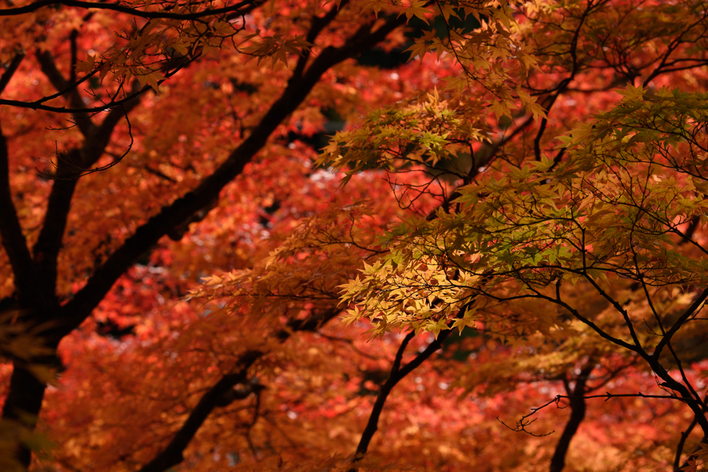 寺家公園6