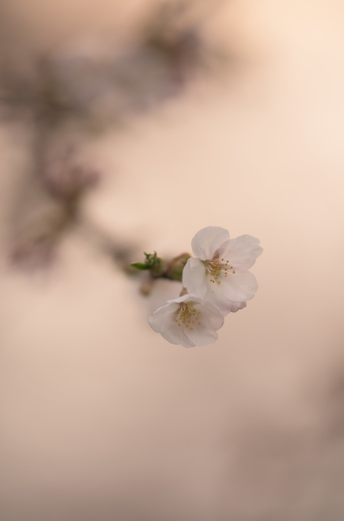 咲いた2