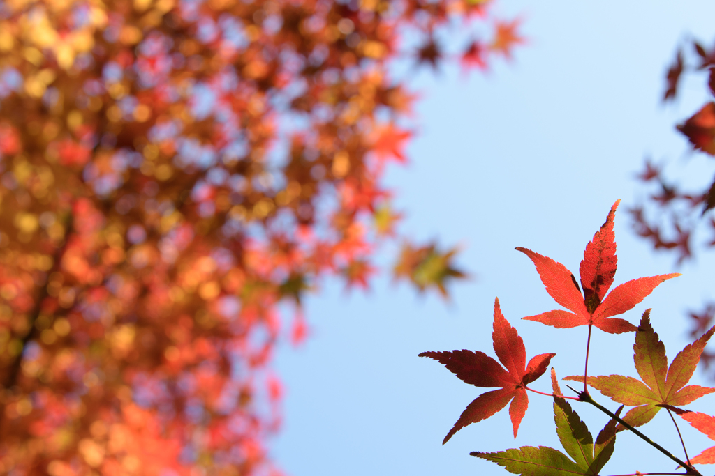 紅葉１