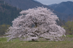 お気に入りの桜 夕