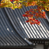 紅葉と輝く甍