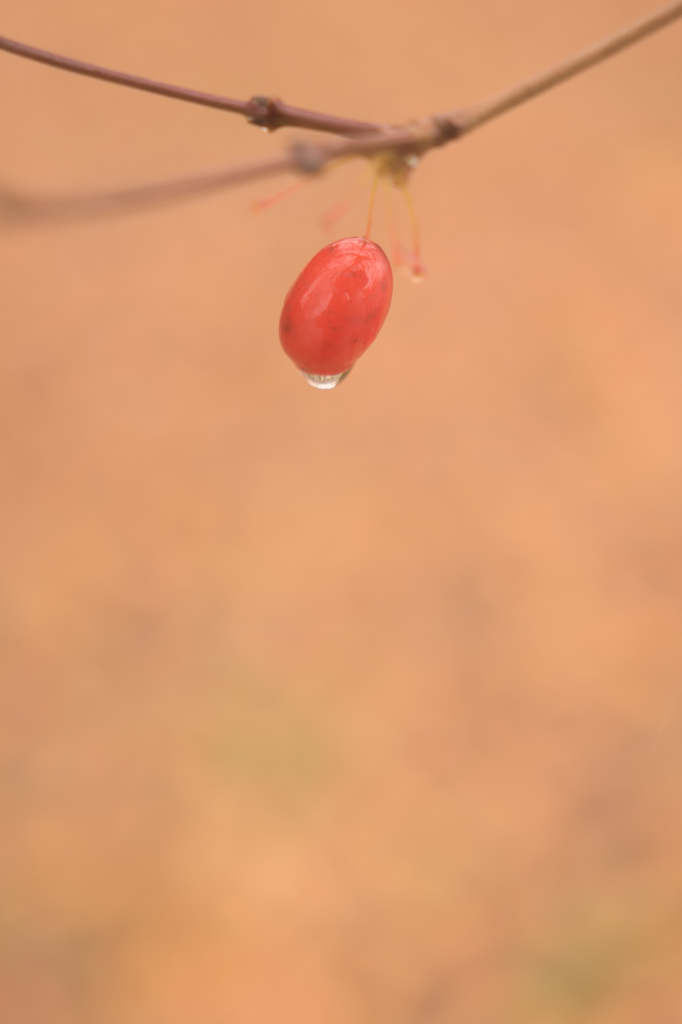 雨サンシュユ