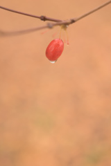 雨サンシュユ