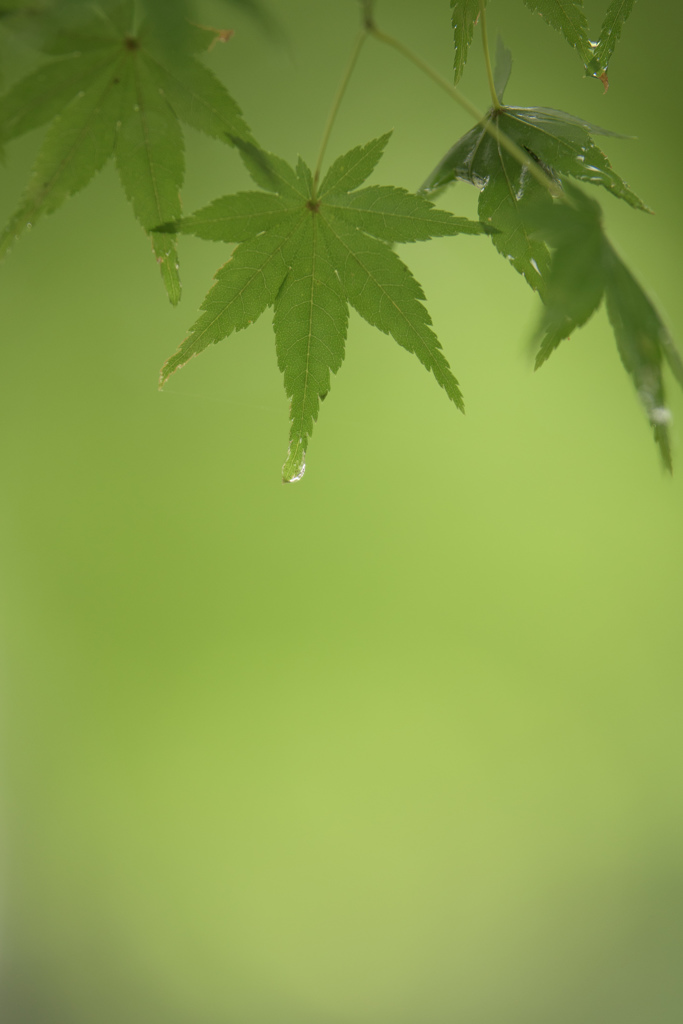 青葉時雨