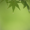 青葉時雨