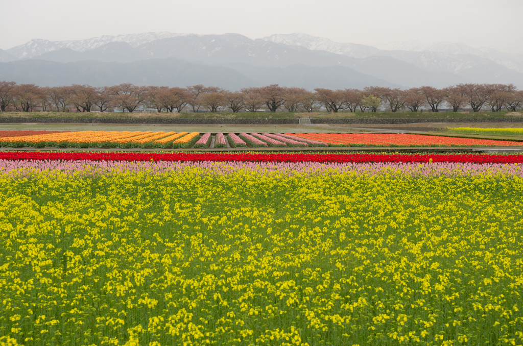 桜は散っても