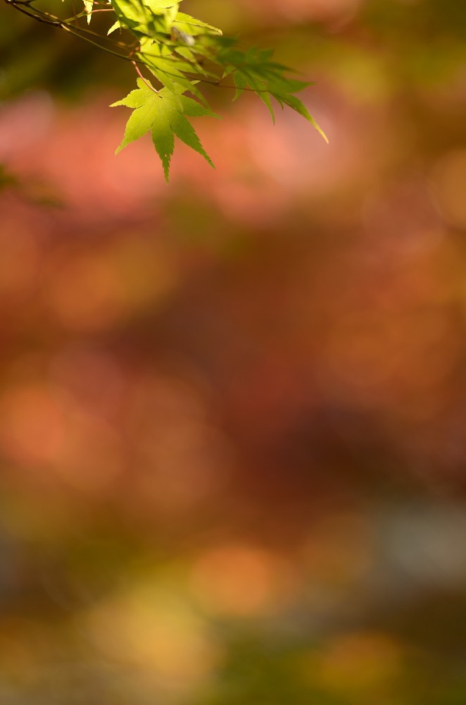 彩り三
