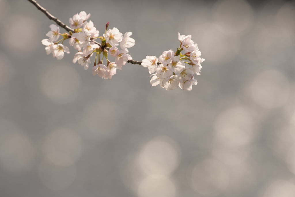 桜咲く