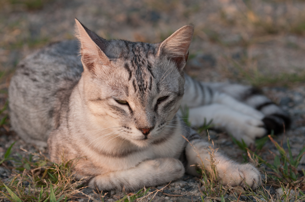 ねこ19