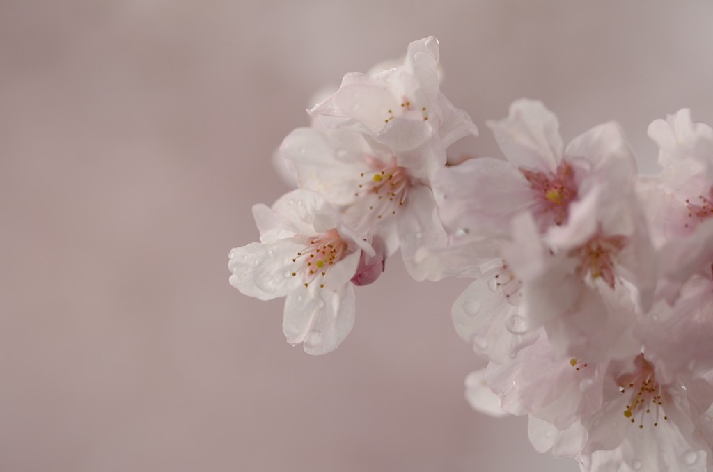 桜色