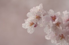 桜色