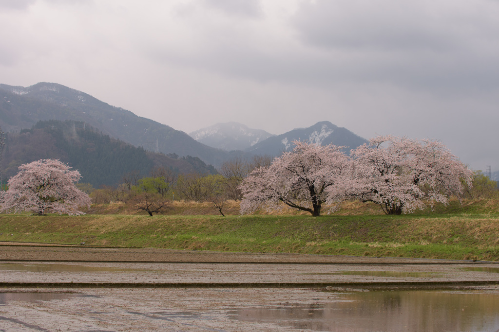 桜