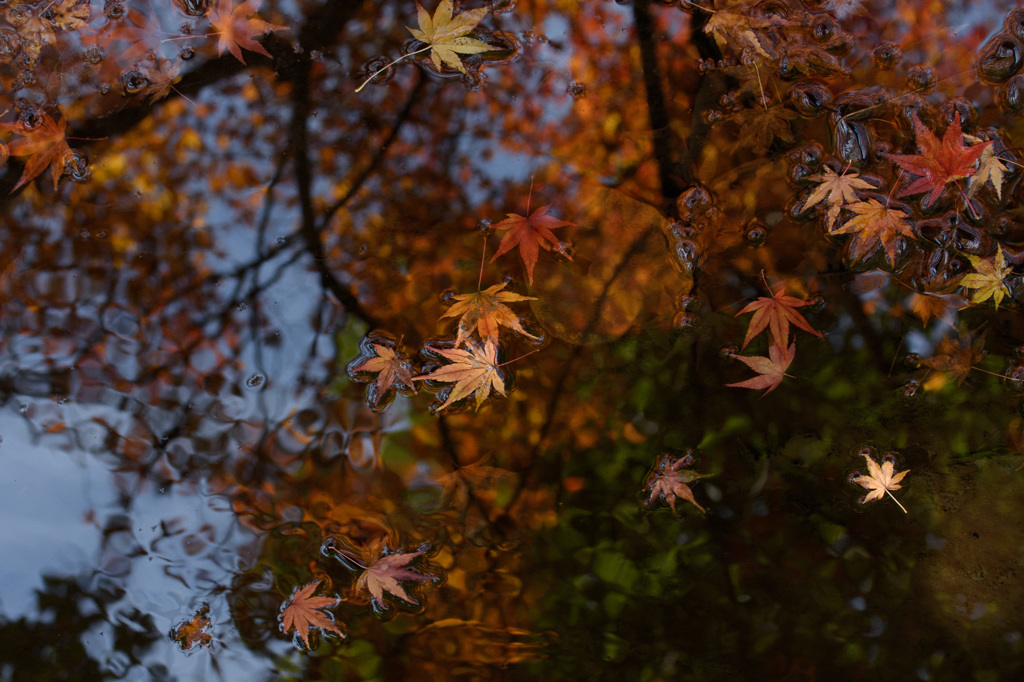 紅葉写り込み