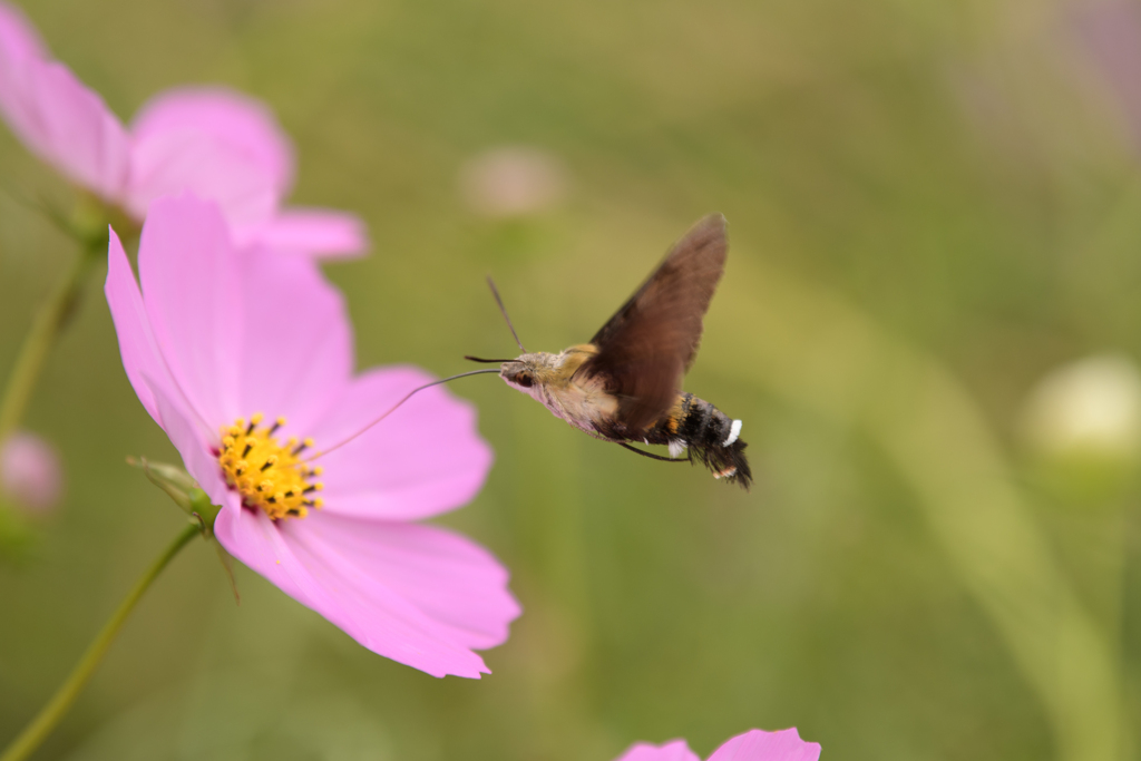 ホウジャクと秋桜