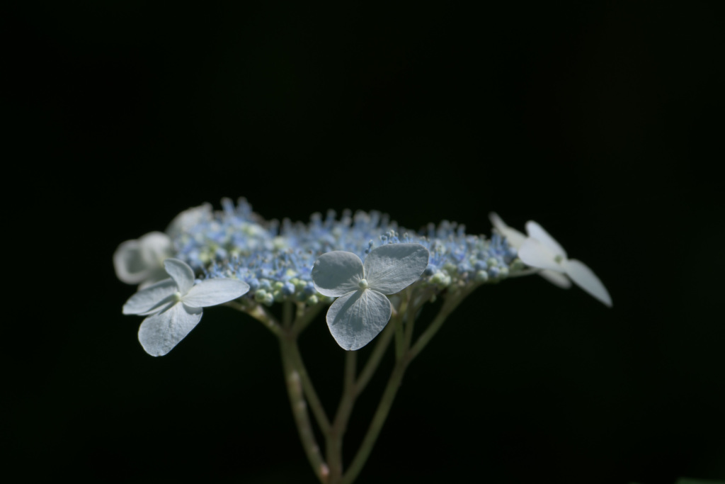 紫陽花