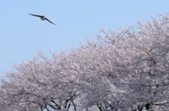 来たり