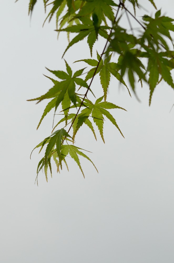 曇天もみじ2