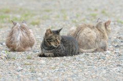 ねこ3