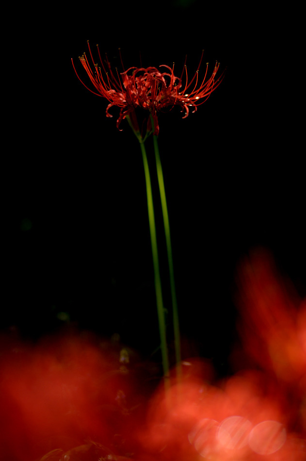 花焔