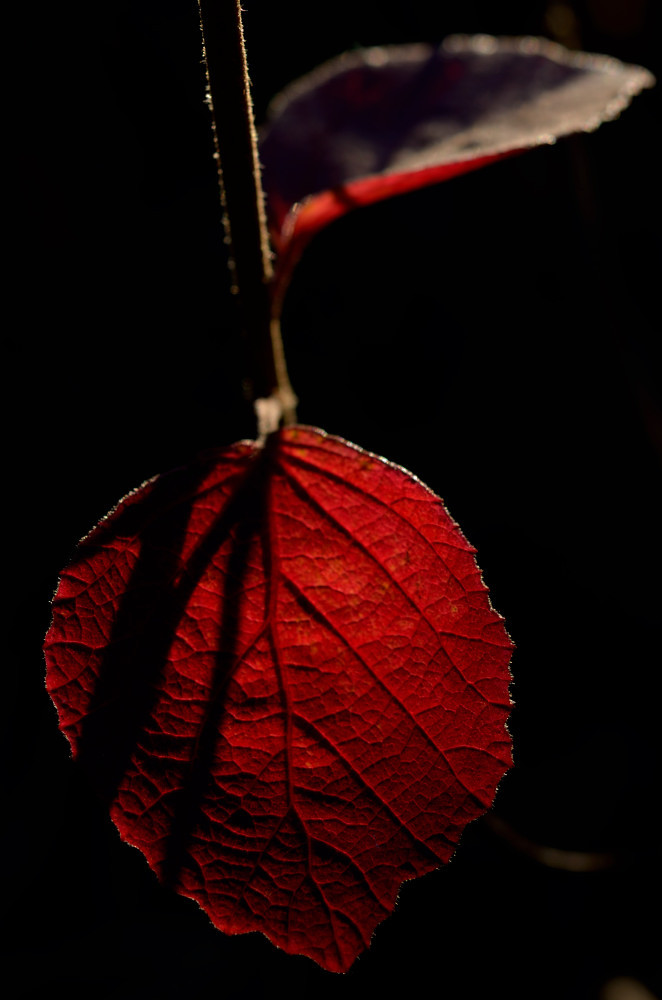 一片の紅