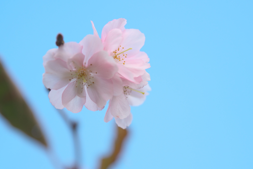 10月桜