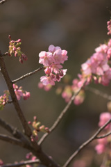 河津桜
