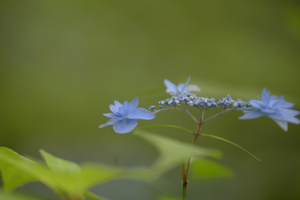 紫陽花1