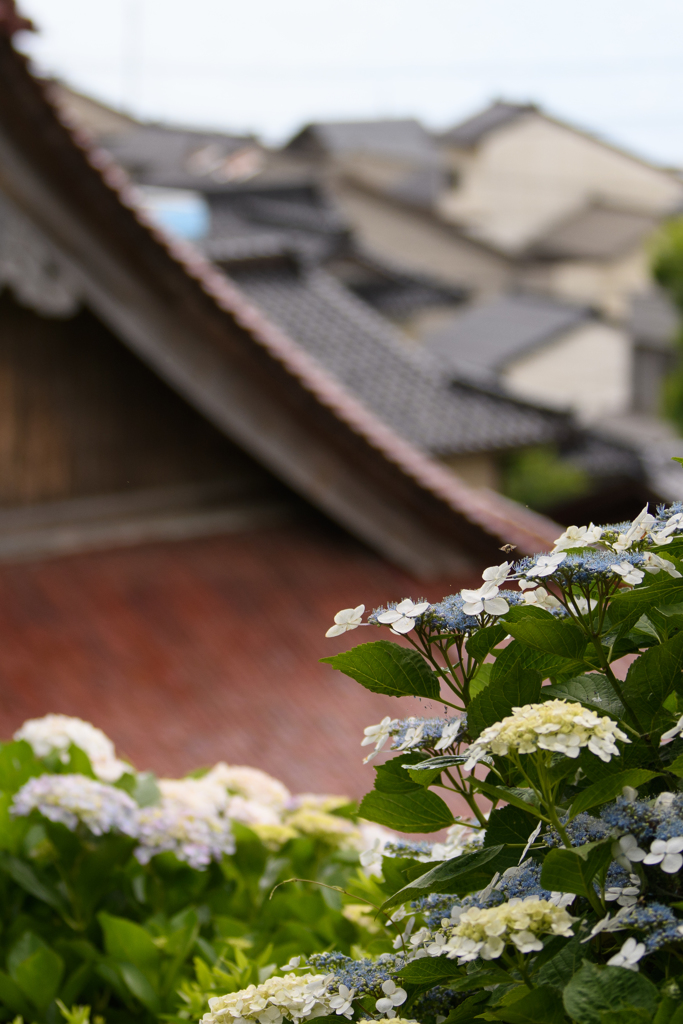 紫陽花のある風景