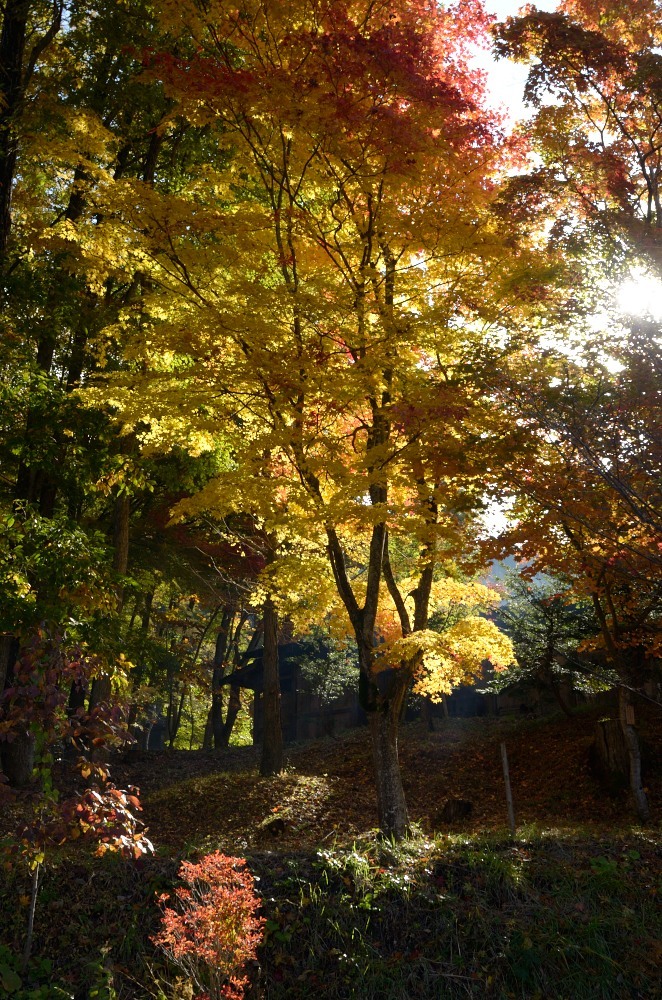 飛騨の里紅葉2
