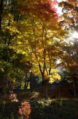 飛騨の里紅葉2