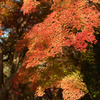 もみじ7